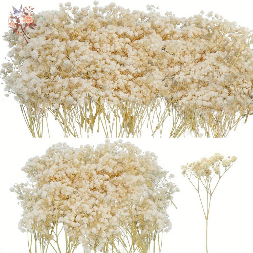 Candle Making Los Angeles - Mini fleur de gypsophile séchée, bricolage,