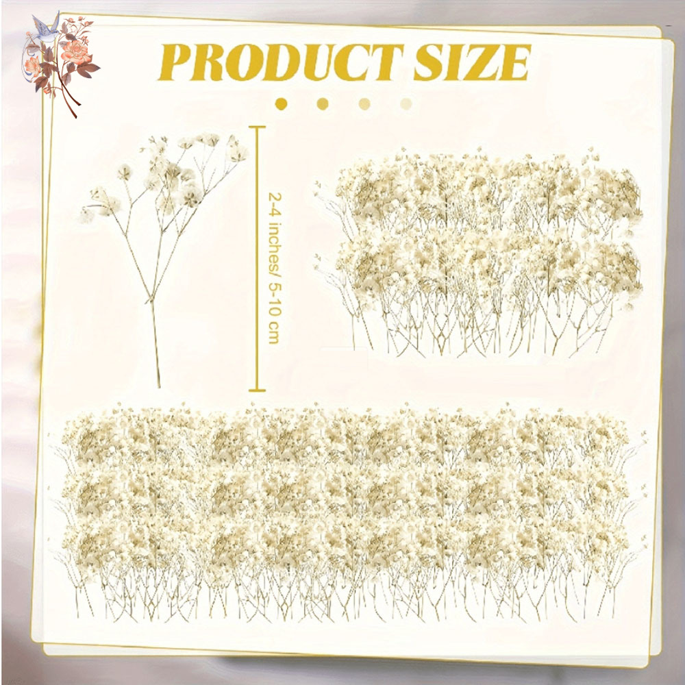 Mini fleur de gypsophile séché - Candle Making Los Angeles avis et prix